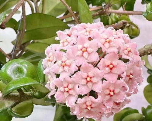哪些花卉能在缺少阳光的环境下开花？