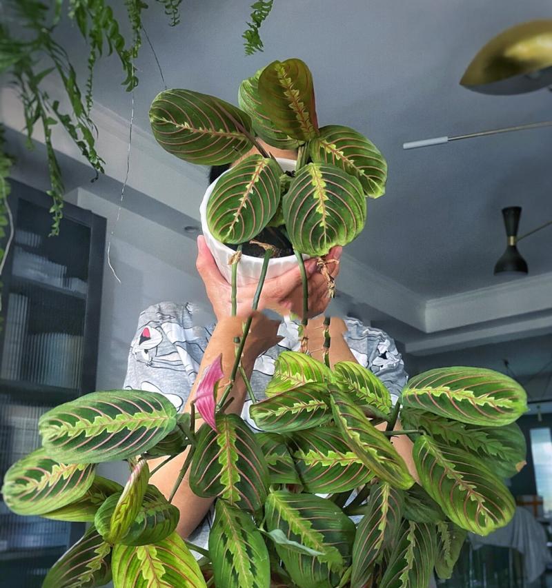 生态缸中的植物和昆虫如何养护？