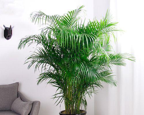 花卉大绿植盆栽有哪些植物？如何养护？
