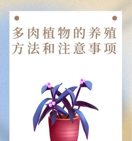 面条多肉植物的养殖方法是什么？需要注意哪些问题？