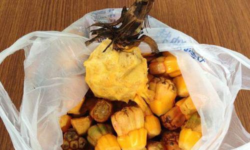 东北野菠萝盆栽怎么养护？野菠萝盆栽的养护技巧是什么？