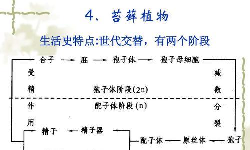 植物分类写作有哪些要点？如何系统地描述植物？
