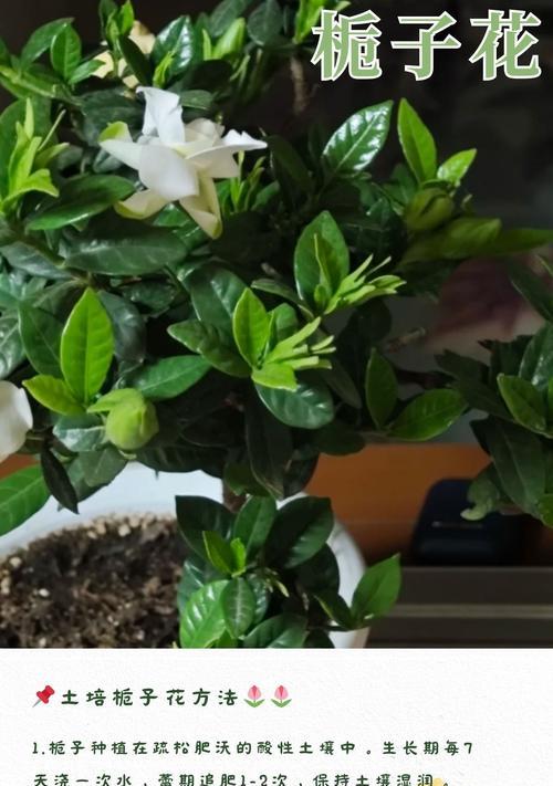 哪些植物可以通过营养繁殖？具体方法是什么？