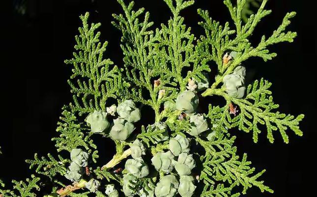 复叶的裸子植物有哪些种类？它们的生长环境是什么？