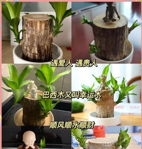 水培枯木植物有哪些品种？它们的养护方法是什么？