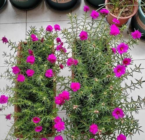 太阳花植物的特性有哪些？