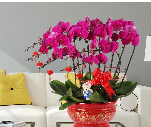 蝴蝶王花卉的养殖方法是什么？如何确保其繁殖成功？