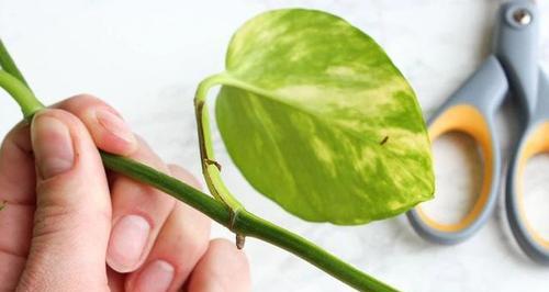 蝴蝶王花卉的养殖方法是什么？如何确保其繁殖成功？