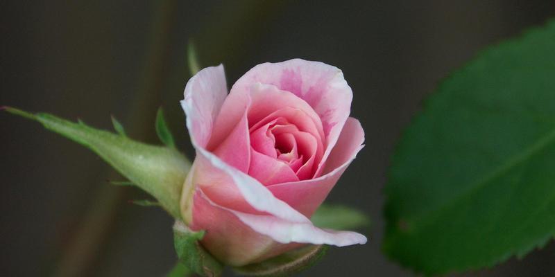 张先森的花卉有哪些名字？这些花卉的养护技巧是什么？