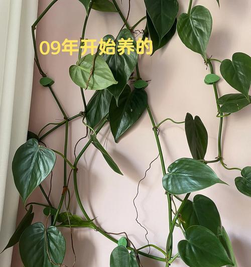 怎么让植物爬藤？需要哪些条件？