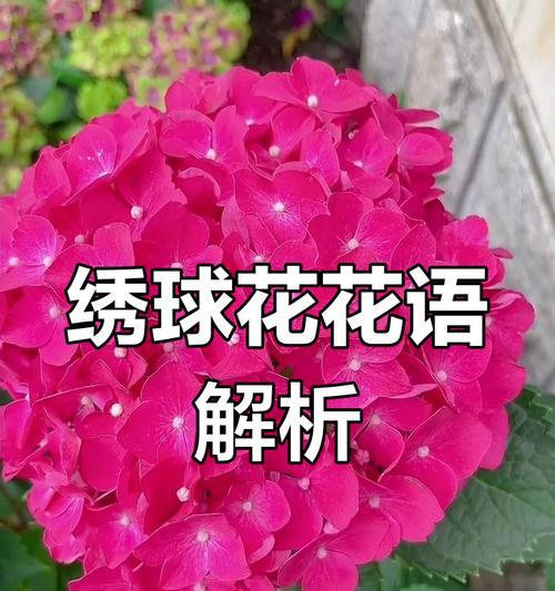 绣球花的花语有哪些？绣球花代表了什么情感？