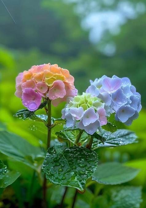 绣球花的花语有哪些？绣球花代表了什么情感？