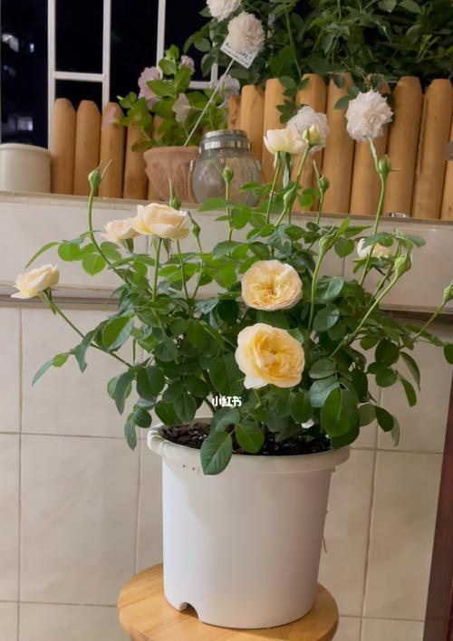 朱丽叶植物的特性是什么？