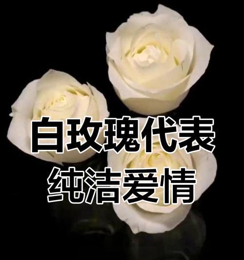 三朵白玫瑰的花语是什么？