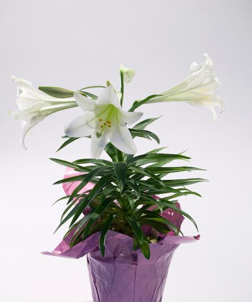 百合花象征着什么？了解百合的深层含义。