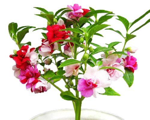 凤仙花盆栽的花语是什么？它代表什么含义？