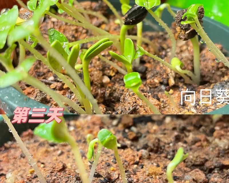 凤仙花盆栽的花语是什么？它代表什么含义？