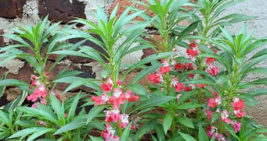 凤仙花盆栽的花语是什么？它代表什么含义？
