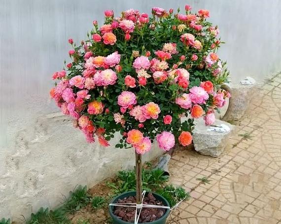 别墅适合种植哪些花卉？如何布置美观？