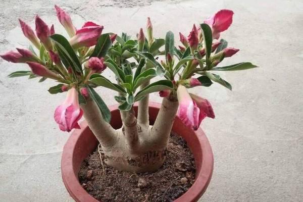 玫瑰花移盆后应该怎样养护？移盆后常见的问题有哪些？