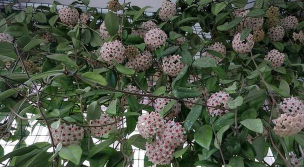 藤蔓植物怎么牵引？有哪些方法可以让它们更好地生长？