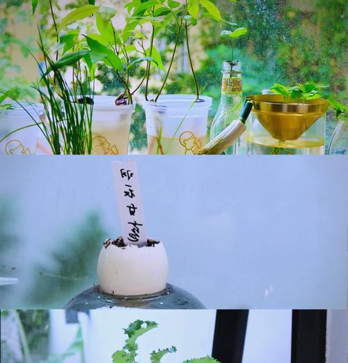 野甘蓝花卉的寓意是什么？它在园艺中有哪些用途？