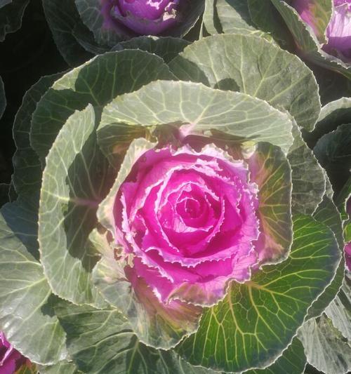 野甘蓝花卉的寓意是什么？它在园艺中有哪些用途？