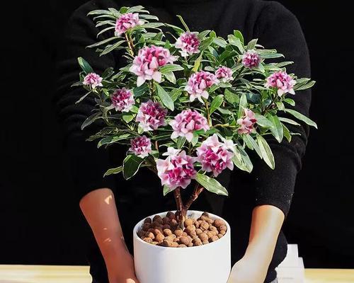 有什么植物是开花的？如何选择开花植物？