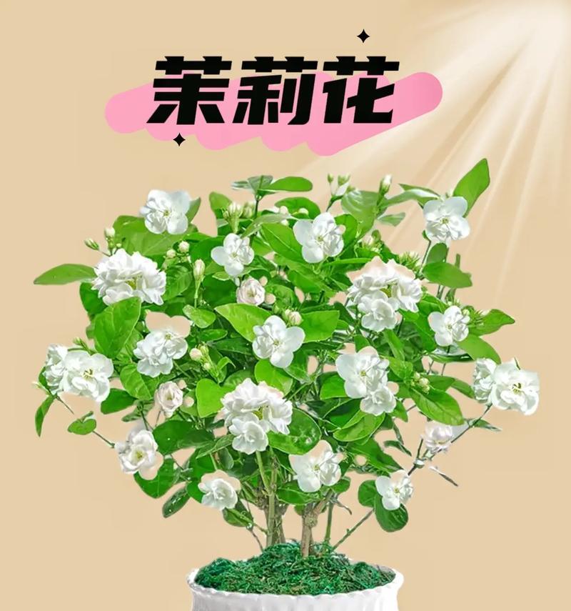 哪些花卉需要泡在盆里养？泡盆养花的注意事项是什么？