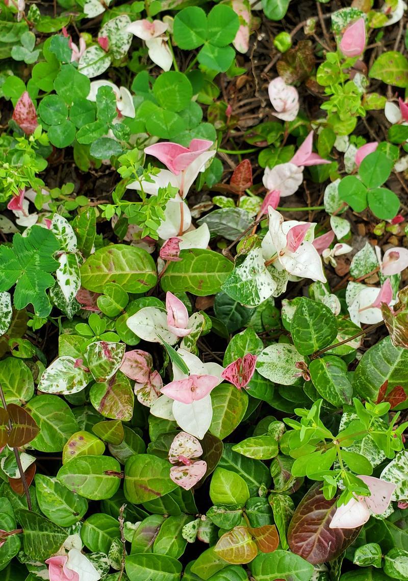花叶络石的花语有哪些？它传达了什么样的信息？