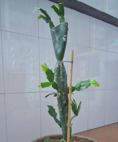 合欢作为砧木可以嫁接哪些花卉？嫁接过程中的注意事项有哪些？