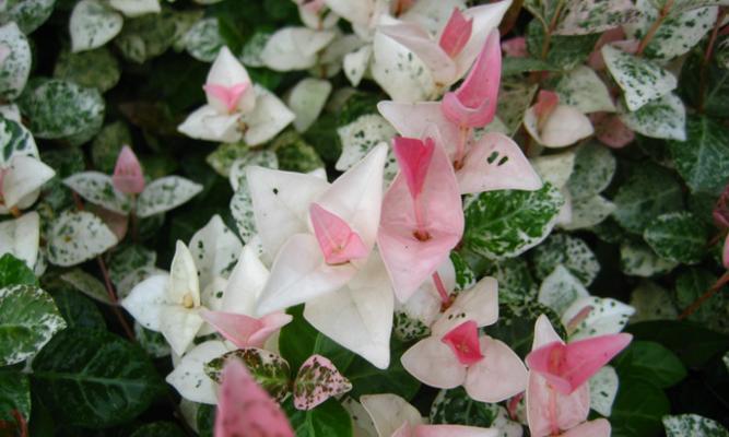 花叶络石的花语有哪些？它传达了什么样的信息？