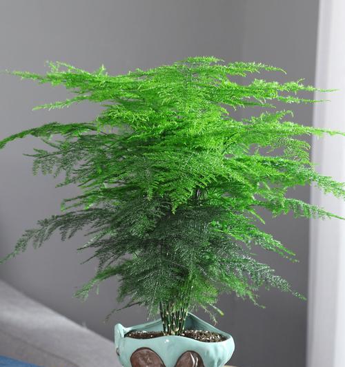 哪些花卉绿植四季常青且易于养护？
