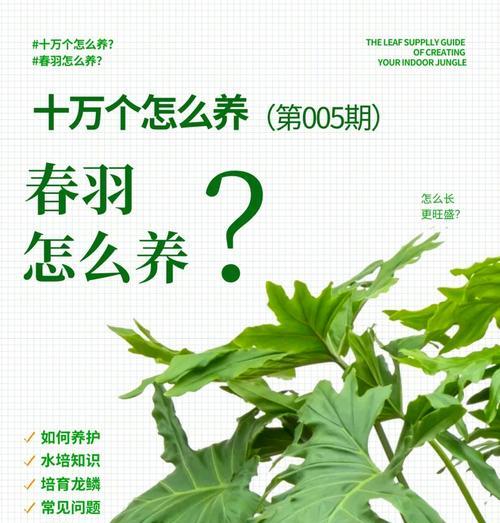 春羽花卉的寓意和含义是什么？