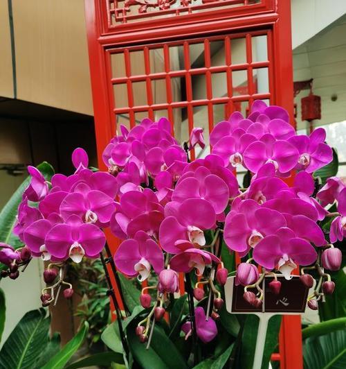 春季展览会上有哪些花卉植物品种？