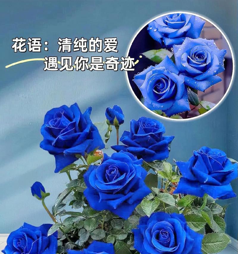 蓝色玫瑰的花语是什么？蓝色玫瑰适合什么场合？