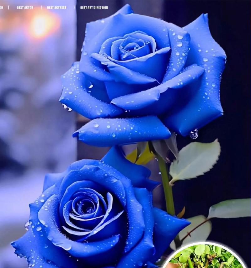 蓝色玫瑰的花语是什么？蓝色玫瑰适合什么场合？