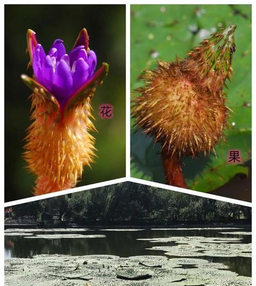 木本植物茎有哪些组成部分？它们的功能是什么？