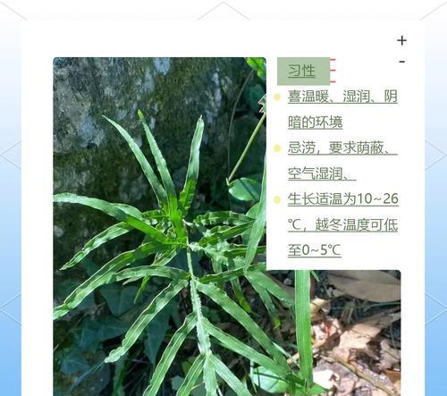 凤尾花卉的管理要点有哪些？如何保持其最佳状态？