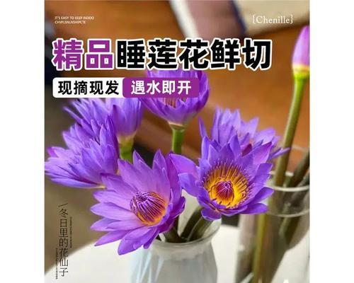 紫色百合如何插花才好看？有哪些创意插花技巧？