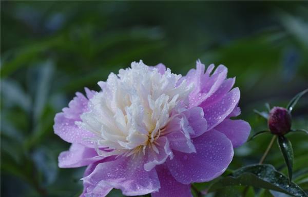 芍药花属于什么类型的花卉？它的特点和养护方法是什么？