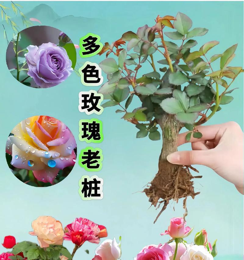 自由变换玫瑰花的花语有何不同？玫瑰花的花语有哪些变化？