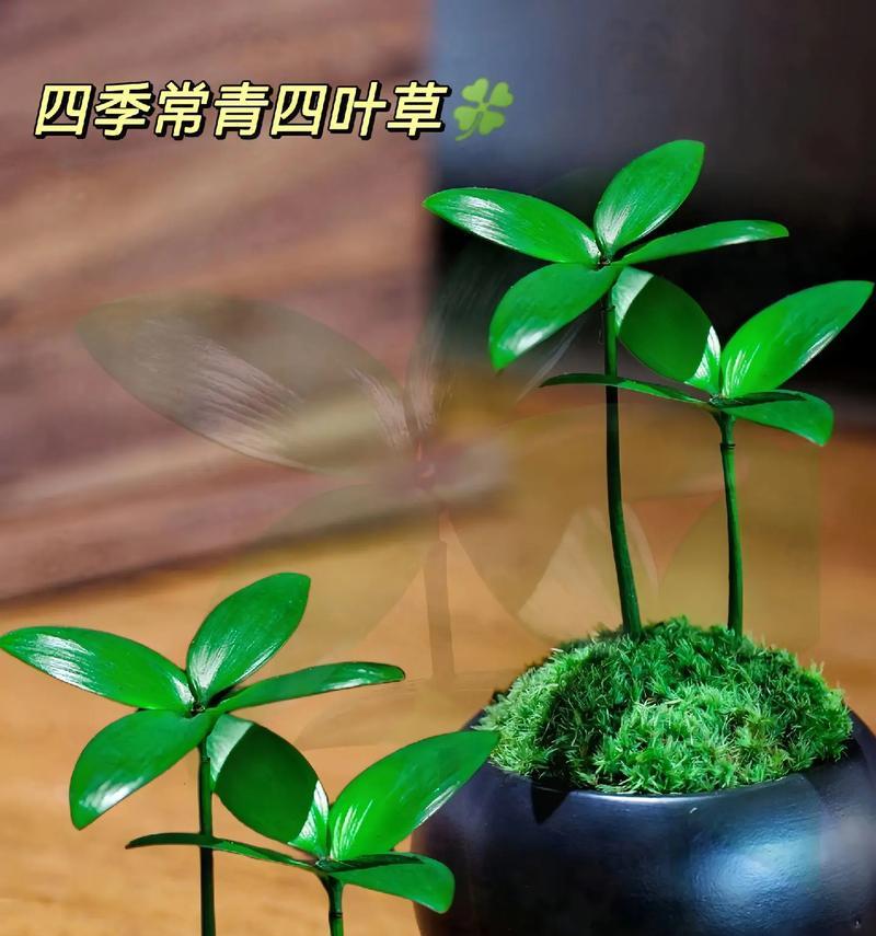 四叶草花盆栽的寓意是什么？通常象征着什么？