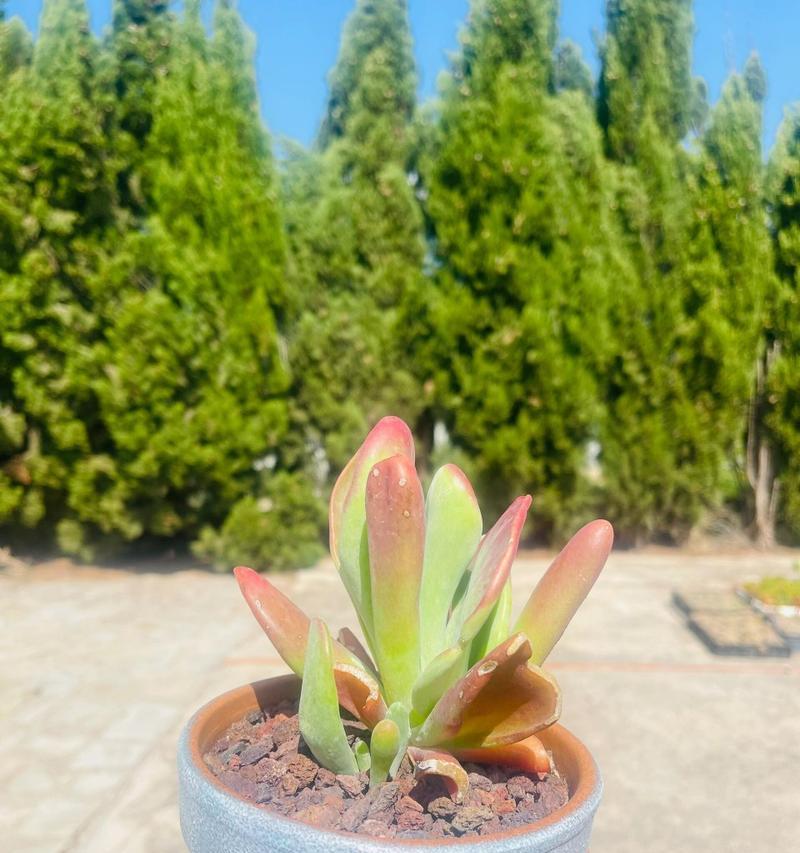 夏型种多肉植物有哪些？