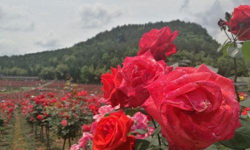 玫瑰花的烂漫姹紫嫣红有何寓意？