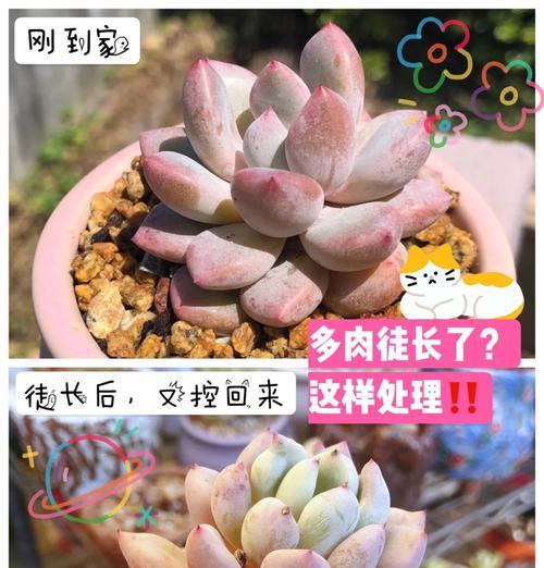 植物徒长现象说明什么？