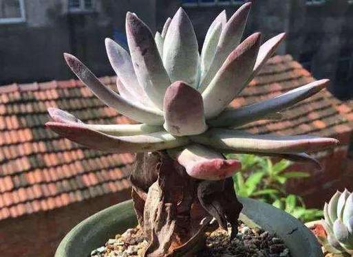 植物徒长现象说明什么？