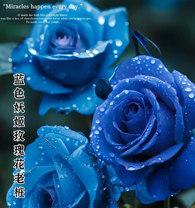 白中带蓝的玫瑰花代表什么含义？