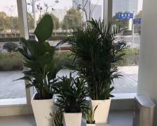 牛仔花卉黑色是什么品种？它在园艺中的应用如何？