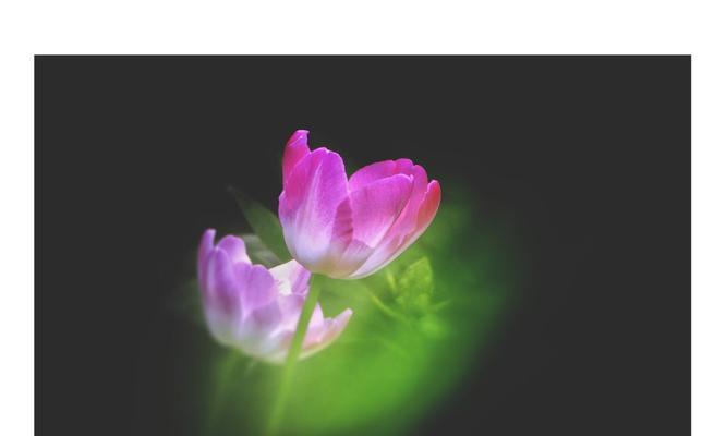 牛仔花卉黑色是什么品种？它在园艺中的应用如何？